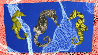 Three seahorses with textured coral patterns against a blue background and white netting.
